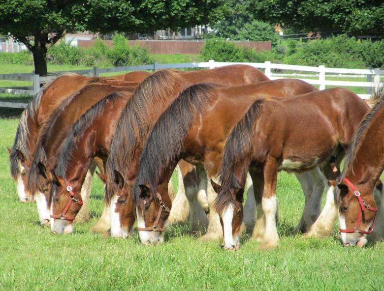 Free stock image of Clydesdales Farm created by Pixabay