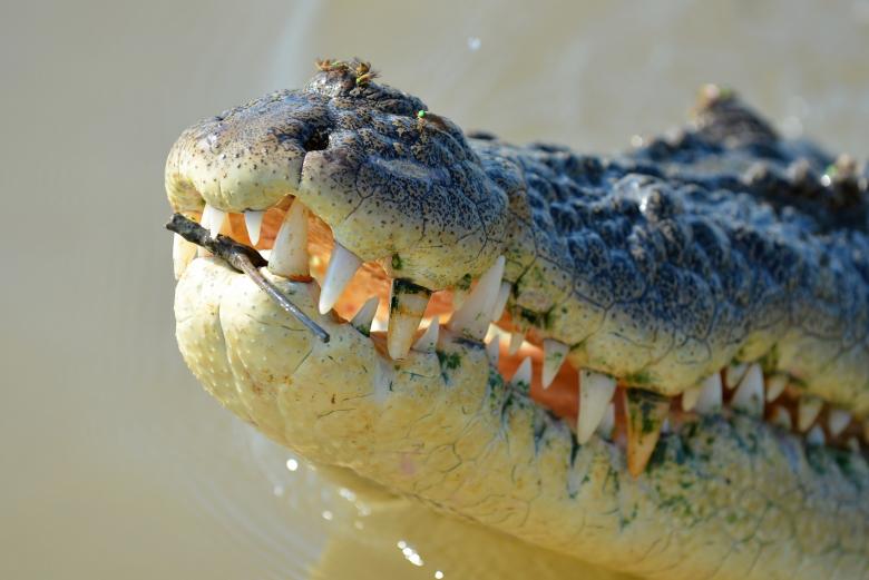 Free stock image of Saltwater Croc created by Pixabay