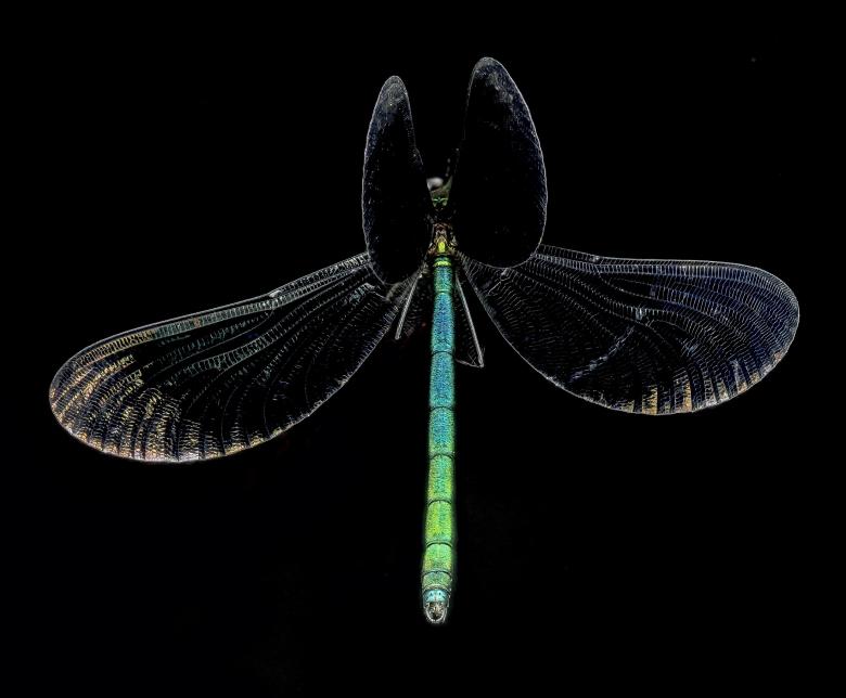 Free stock image of Ebony Jewelwing Damselfly created by Pixabay