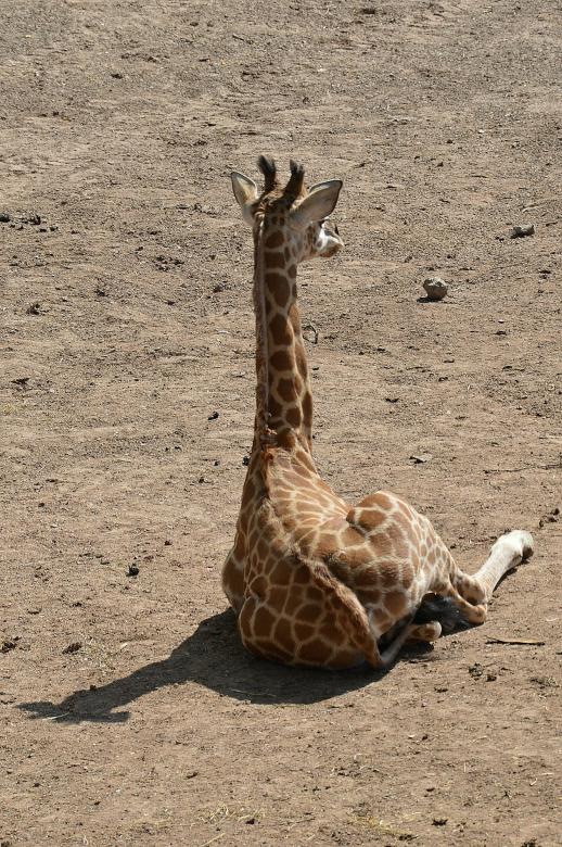 Free stock image of Wild Giraffe created by Pixabay
