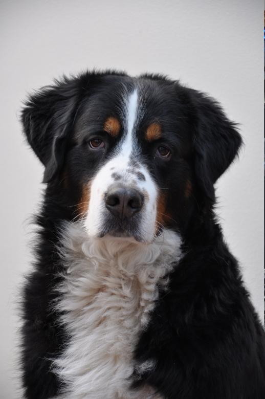 Free stock image of Swiss Mountain Dog created by Pixabay