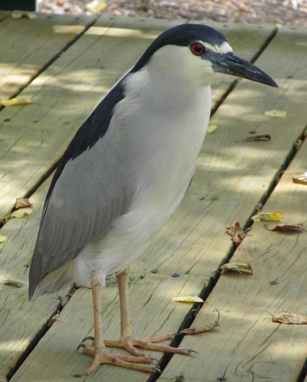 Free stock image of Blue Heron created by Pixabay