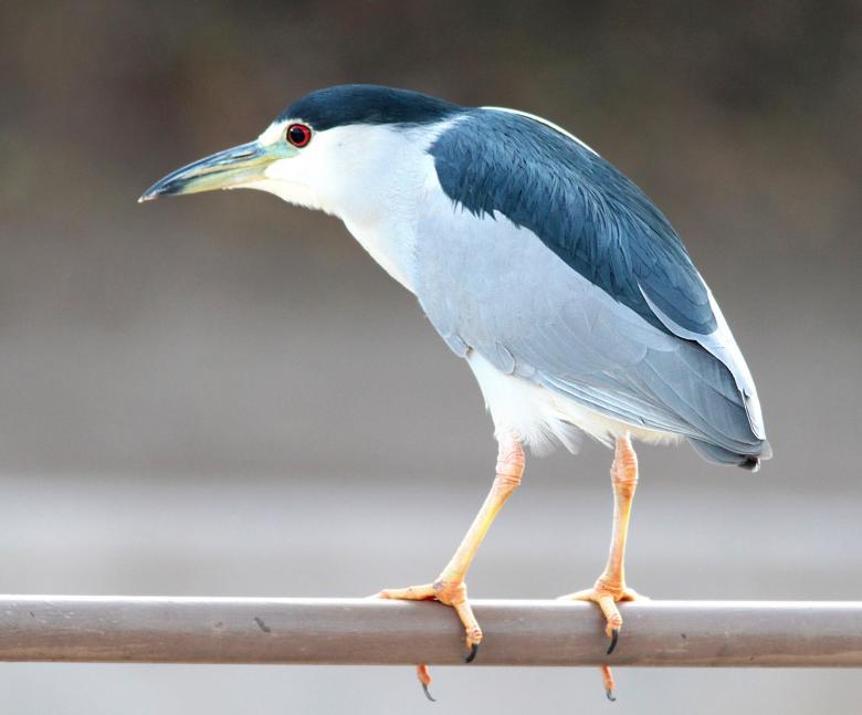 Free stock image of Blue Heron created by Pixabay
