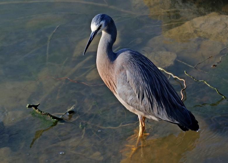 Free stock image of Blue Heron created by Pixabay