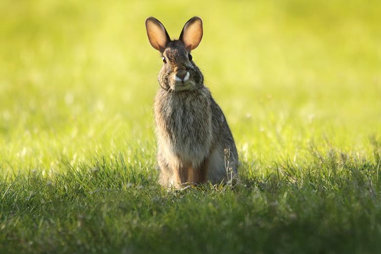 Free stock image of Jackrabbit created by Pixabay
