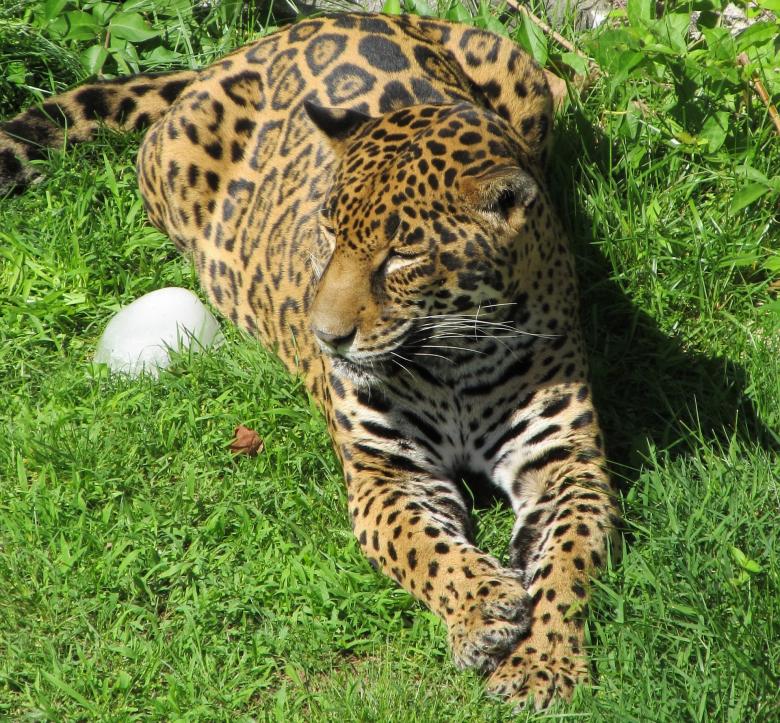 Free stock image of Wild Jaguar created by Pixabay