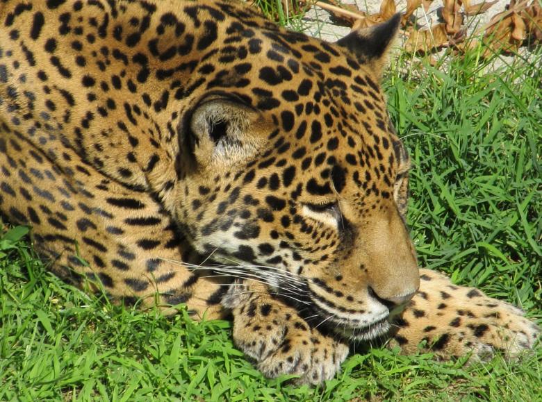 Free stock image of Wild Jaguar created by Pixabay
