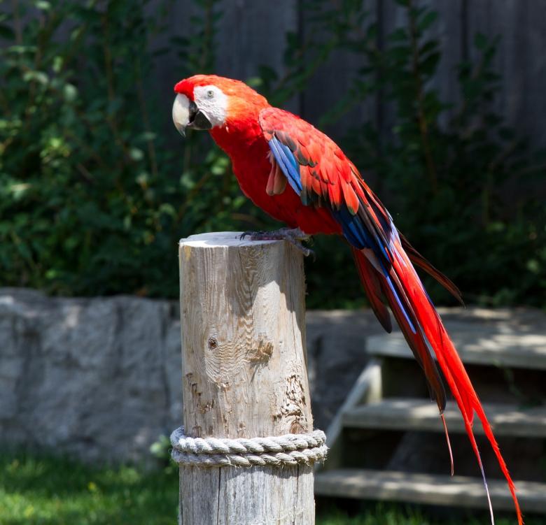 Free stock image of Red Macaw created by Pixabay