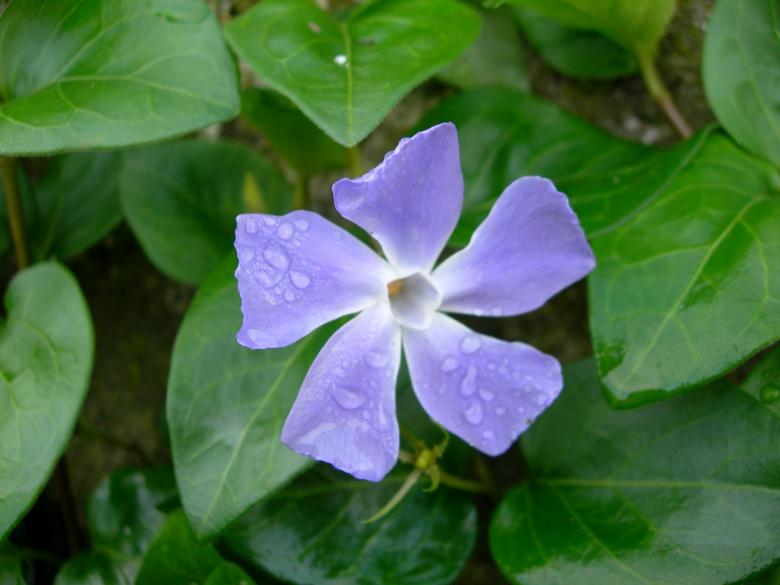 Free stock image of Fresh Periwinkle created by Pixabay