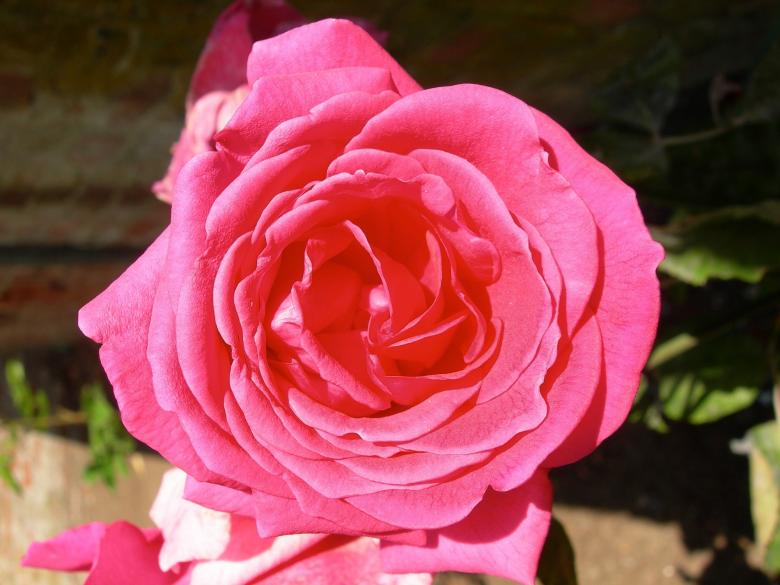 Free stock image of Pink Rose created by Pixabay