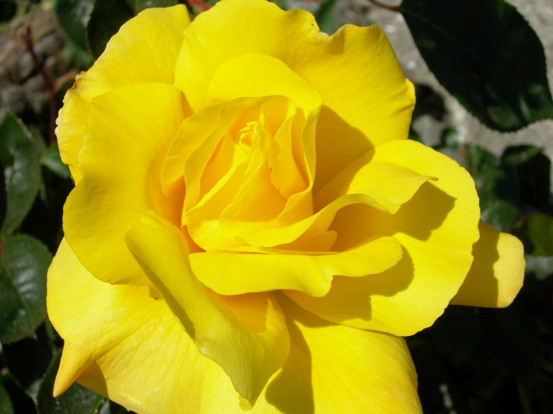 Free stock image of Yellow Rose created by Pixabay