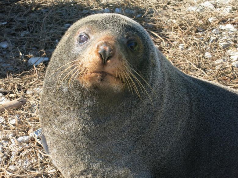 Free stock image of Seal Closeup created by Pixabay
