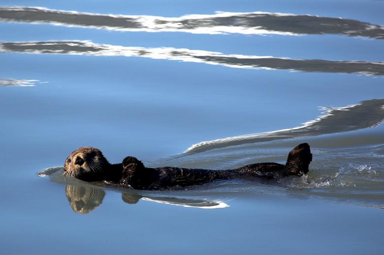 Free stock image of Sea Otter created by Pixabay