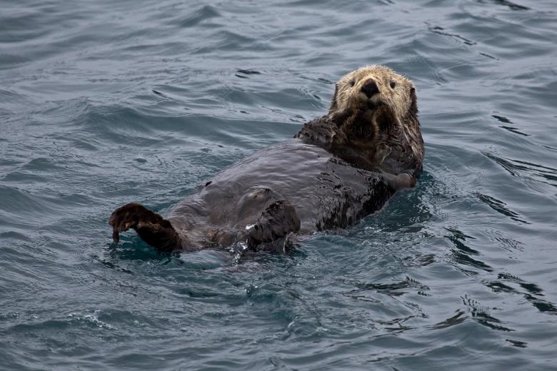 Free stock image of Sea Otter created by Pixabay