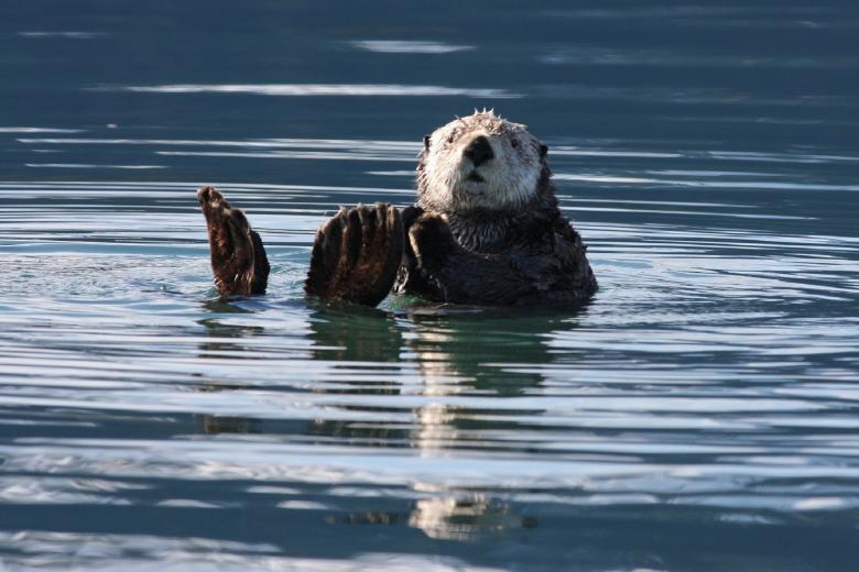 Free stock image of Sea Otter created by Pixabay