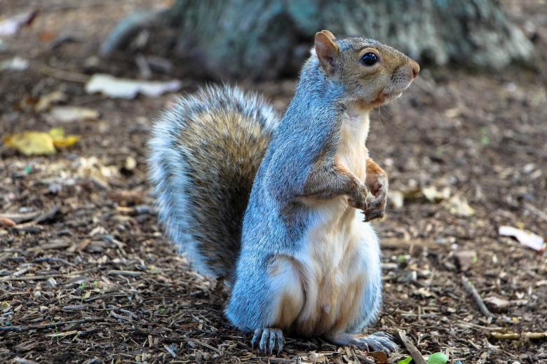 Free stock image of Wild Squirrel created by Pixabay