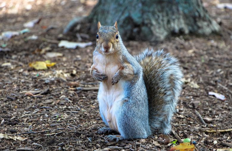 Free stock image of Wild Squirrel created by Pixabay