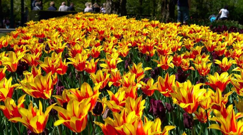 Free stock image of Tiger Lilies created by Pixabay