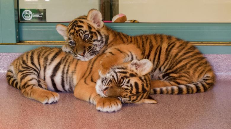 Free stock image of Little Tigers created by Pixabay