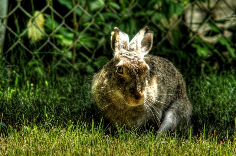 Free stock image of Wild Hare created by Pixabay