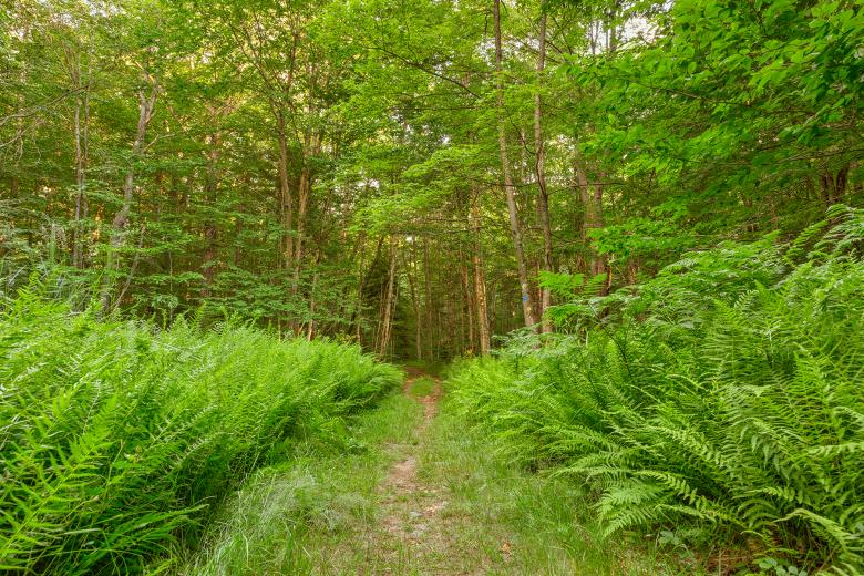 Free stock image of Summer Fern Trail - HDR created by Nicolas Raymond