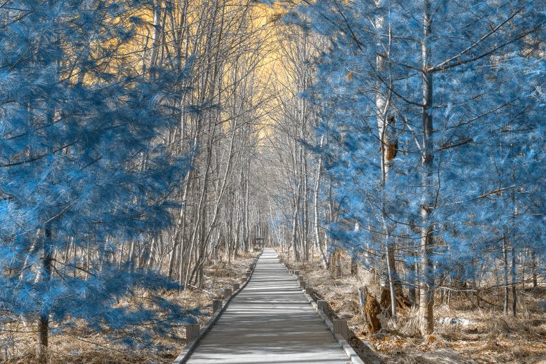 Free stock image of Jesup Boardwalk Trail - Solar Winter HDR created by Nicolas Raymond