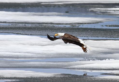 Free Stock Photo of Bald Eagle
