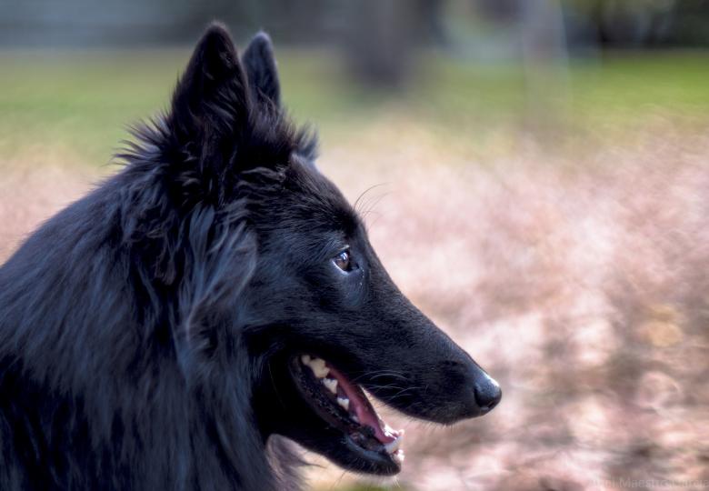 Free stock image of Belgian Sheepdog created by Pixabay