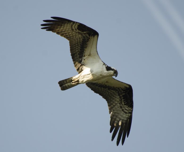 Free stock image of Flying Hawk created by Pixabay