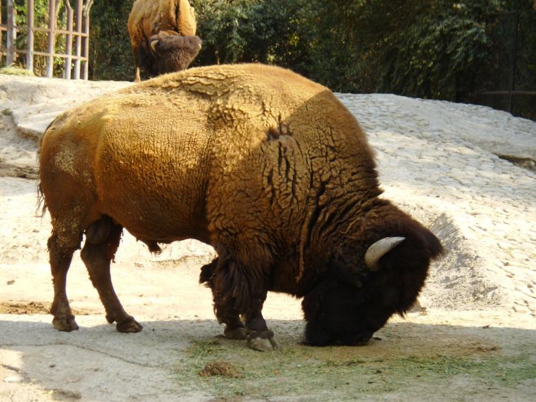 Free stock image of Wild Bison created by Pixabay