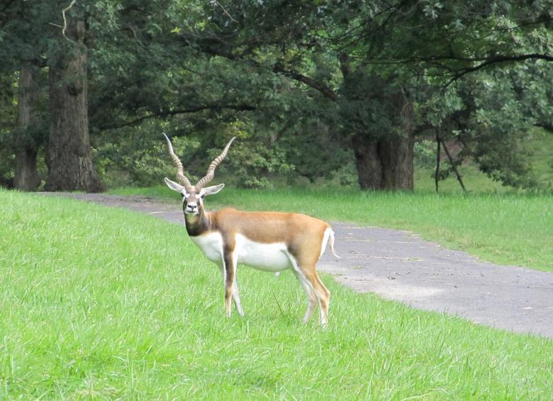 Free stock image of Black Buck created by Pixabay