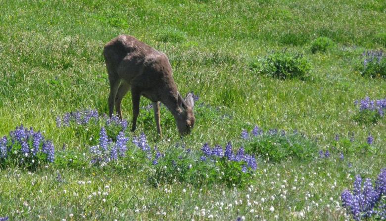 Free stock image of Blacktail Deer created by Pixabay