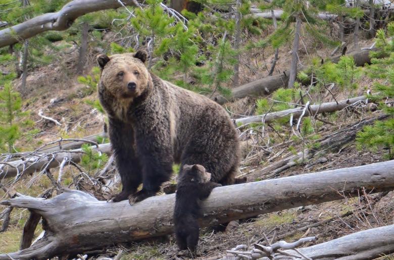 Free stock image of Brown Bears created by Pixabay