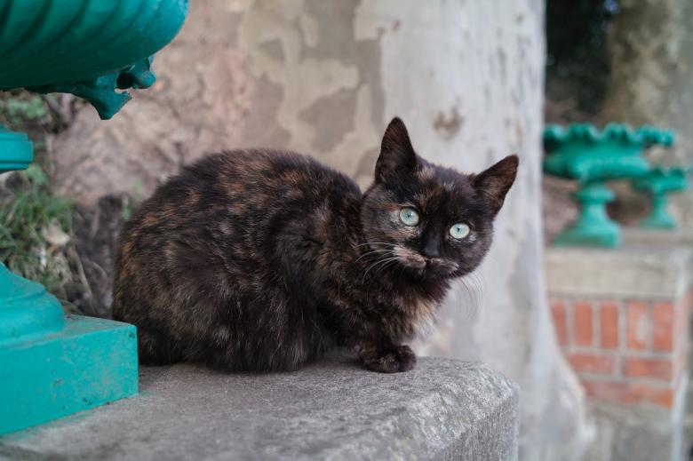 Free stock image of Pet Cat created by Pixabay