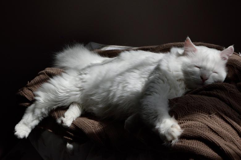 Free stock image of Pet Cat created by Pixabay