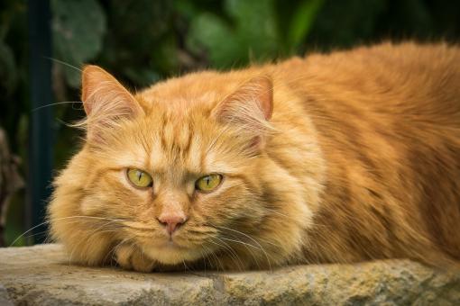 Free Stock Photo of Pet Cat