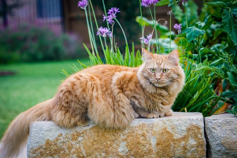 Free stock image of Pet Cat created by Pixabay