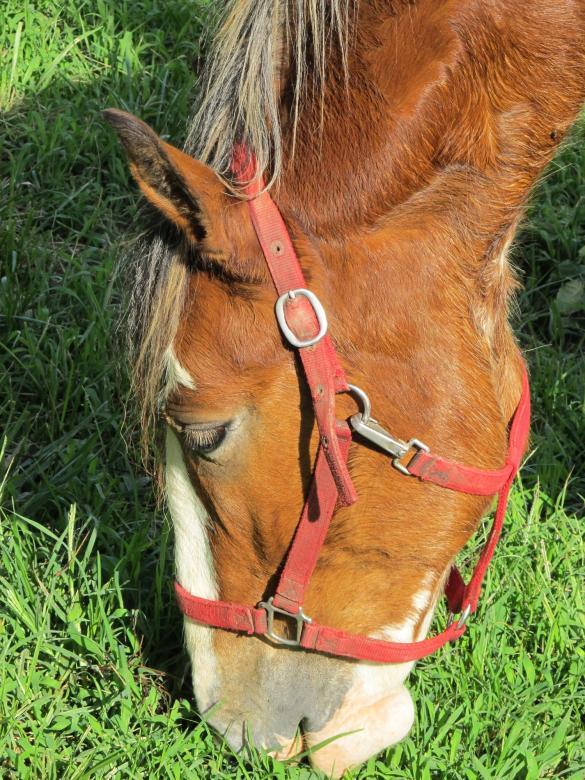 Free stock image of Clydesdale Farm created by Pixabay