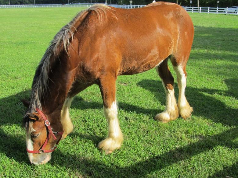 Free stock image of Clydesdale Farm created by Pixabay
