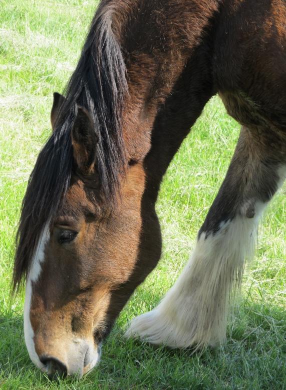 Free stock image of Clydesdale Farm created by Pixabay