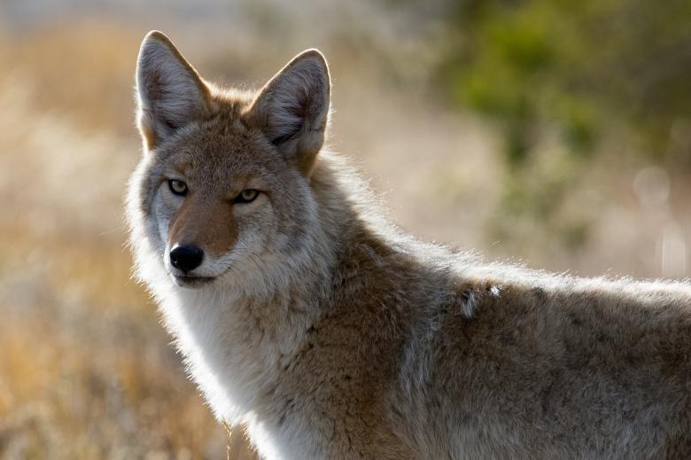 Free stock image of Wild Coyote created by Pixabay
