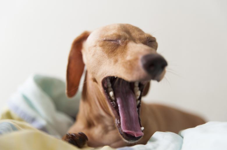 Free stock image of Pet Dog created by Pixabay