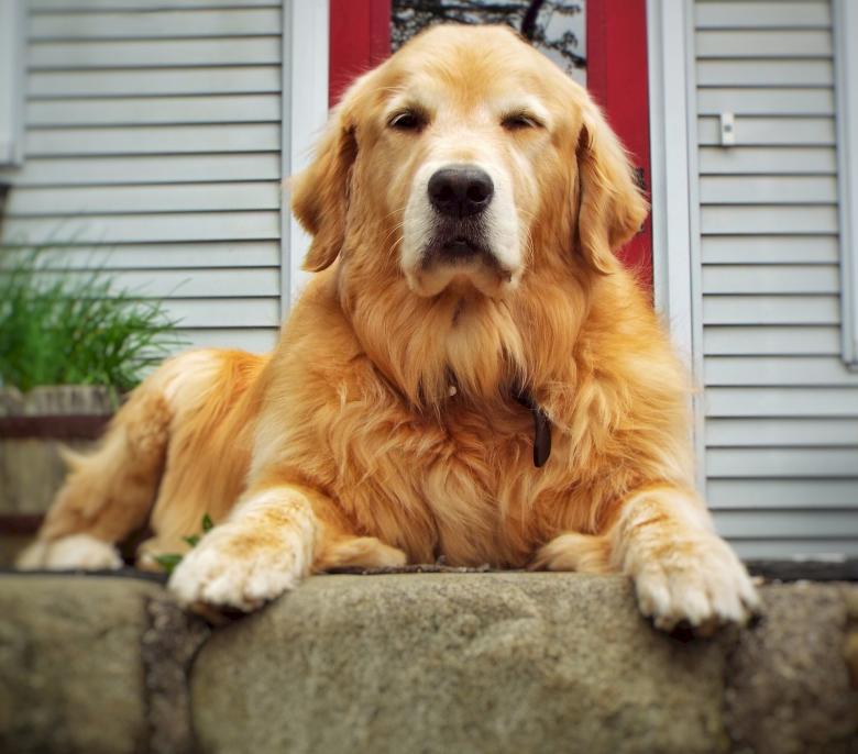 Free stock image of Pet Dog created by Pixabay