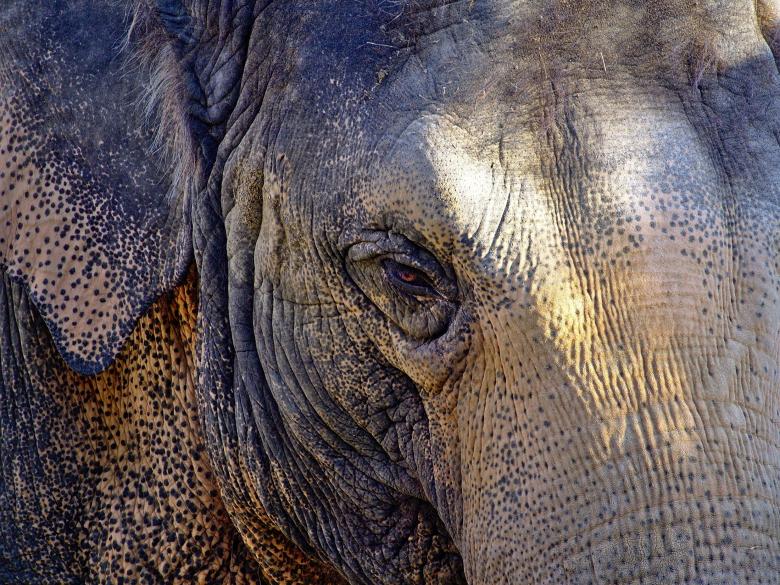 Free stock image of Elephant Closeup created by Pixabay