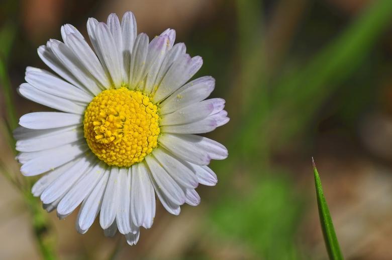 Free stock image of Fresh Flower created by Pixabay
