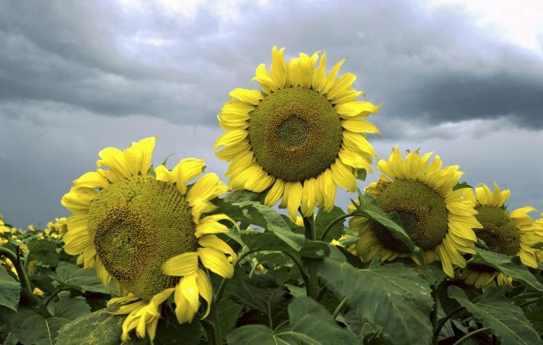 Free stock image of Sunflower Field created by Pixabay