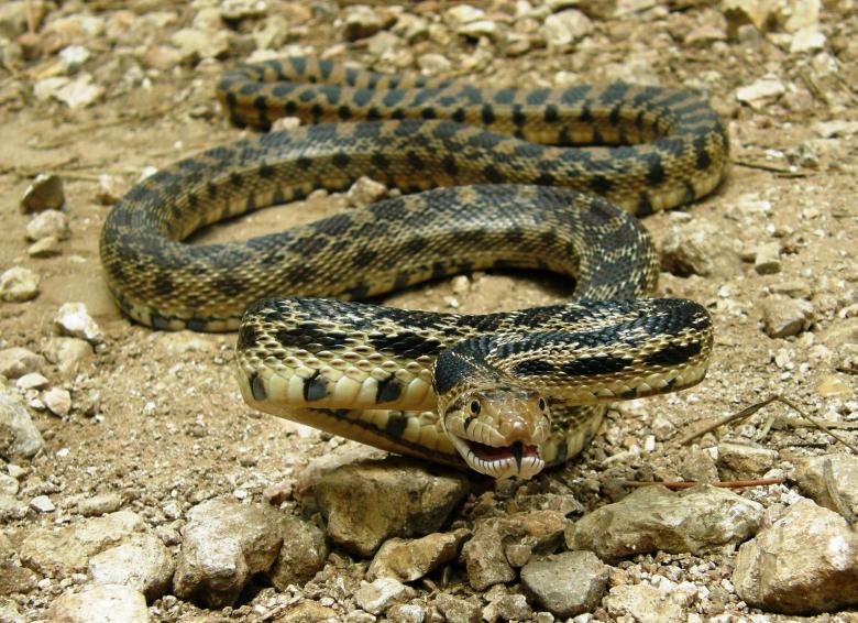 Free stock image of Gopher Snake created by Pixabay