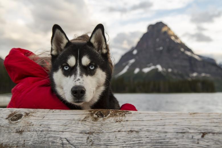 Free stock image of Husky Dog created by Pixabay