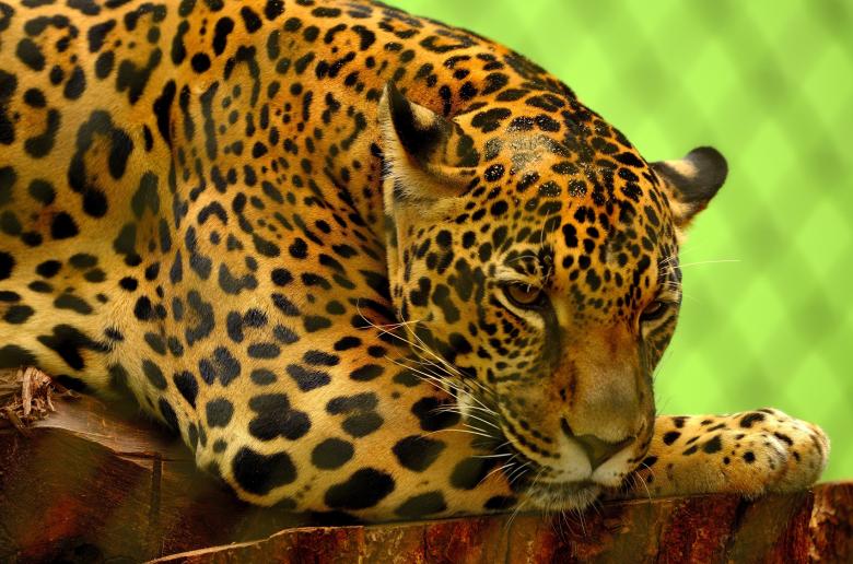 Free stock image of Wild Jaguar created by Pixabay