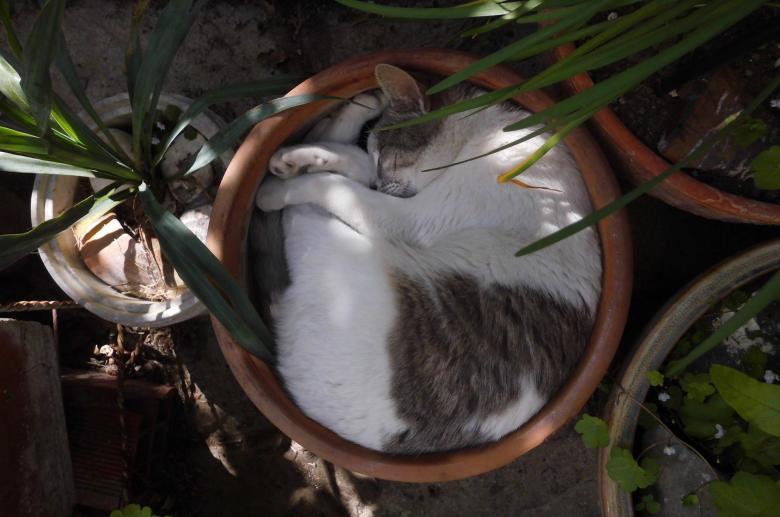 Free stock image of Kitten Sleeping created by Pixabay